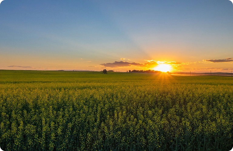 Sun Rising in Alberta